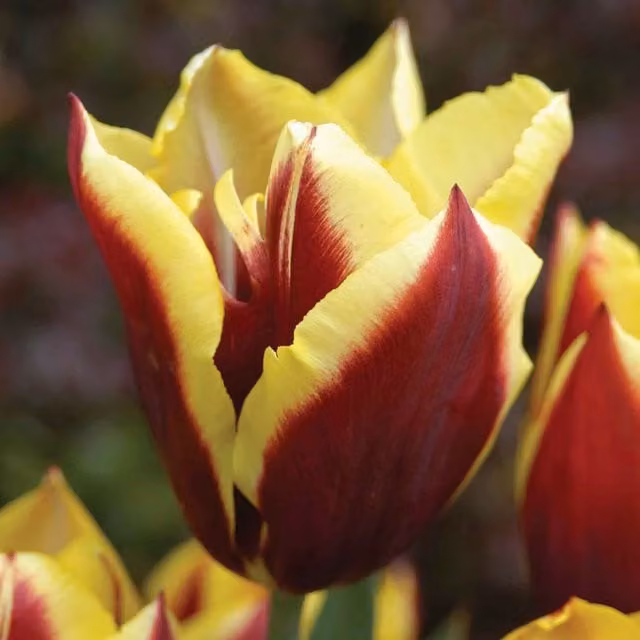 Marshalls Garden Tulip Gavota Flower Bulbs in Burgundy Red and Golden Yellow