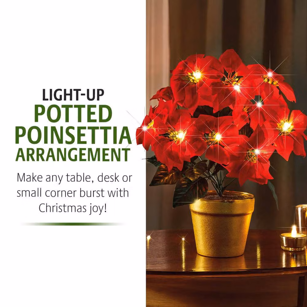 Coopers of Stortford Red and Gold Light-Up Tabletop Potted Poinsettia with Warm White LEDs – 4