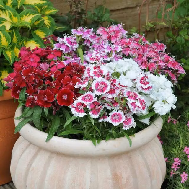 Marshalls Garden Carnation Festival Mix Bedding Plant, Multicolour