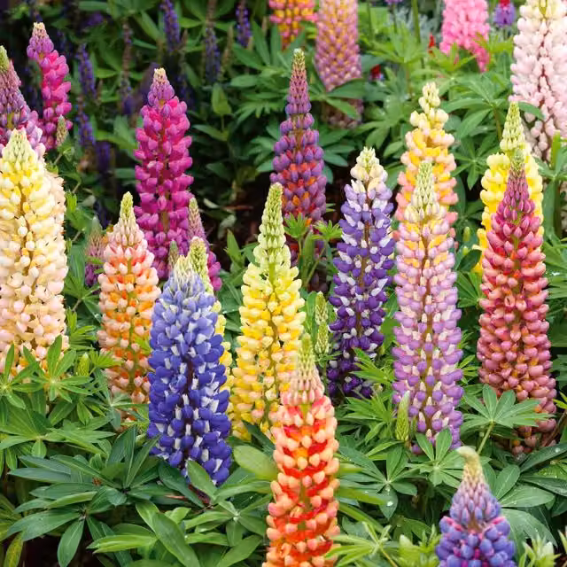 Unwins Russell Mix Multicolour Lupin Flower Seeds