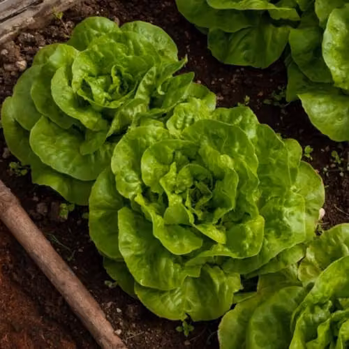 Thompson & Morgan Lettuce Brighton Winter Butterhead Seeds, 150 Seeds – 1