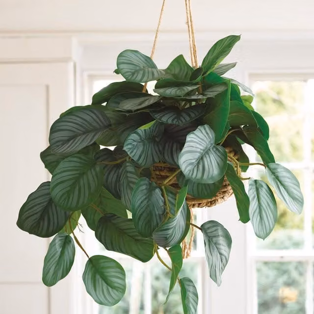 Bloom Artificial Calathea Hanging Basket Houseplant in Green