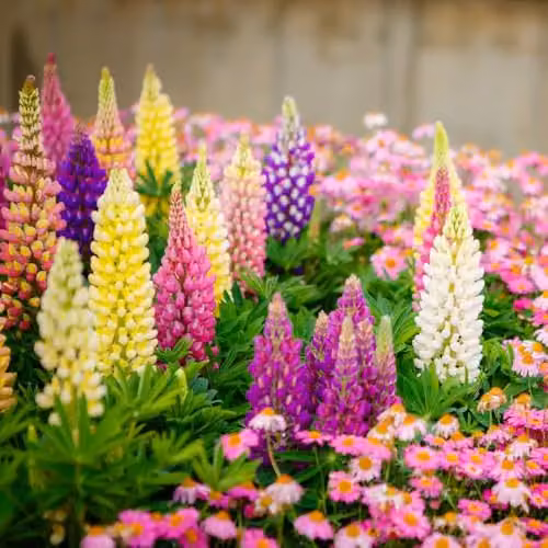 Thompson & Morgan Nurseryman's Choice Colourful Cottage Garden Flowers, 8 x 1 Litre Pots – 2