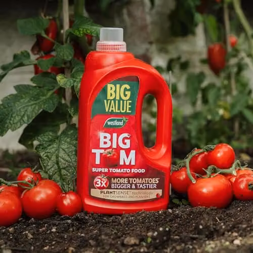 Westland Big Tom Tomato Plant Tonic, 2 l – 3