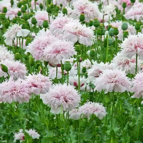 Thompson & Morgan Mr. Men Little Miss Poppy Lilac Pom Pom Pink Opium Poppy Seeds, 225 Seeds – 2