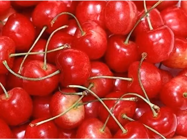 Direct Plants Dwarf Summer Sun Cherry Fruit Tree in a 7.5 Litre Pot, Red