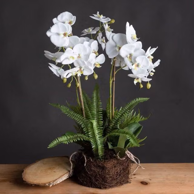 Wyld Haus Artificial Large White Orchid and Green Fern with Rootball – 1