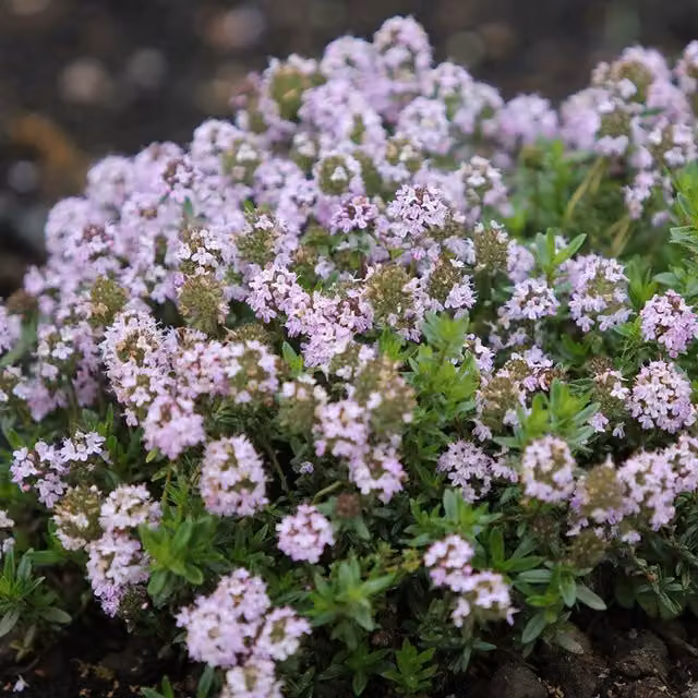 Primrose Thymus Jekka Jekkas Thyme Herb Garden Perennial Plant in a 9cm Pot with Purple, Grey, Pink and White Flowers