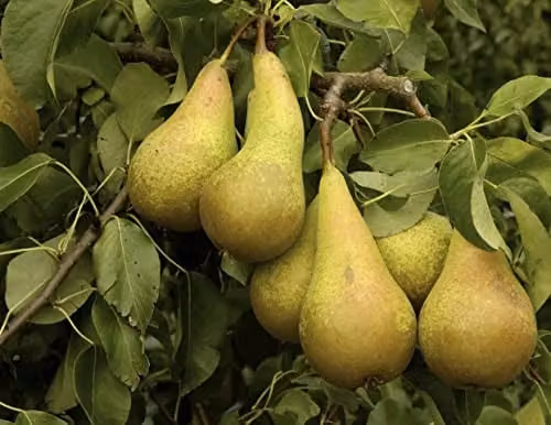 Direct Plants Pear Conference Fruit Tree, 7.5 Litre Pot