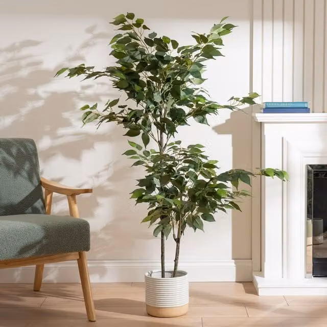 Scottish Everlastings Ltd Green Ficus Tree, Height: 140 cm – 1