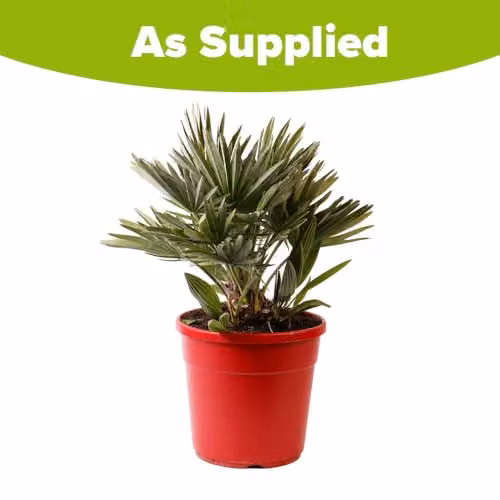 YouGarden Chamaerops Compacta Volcano Palm, Established Hardy Ornamental Tree in 22cm Pot – 4
