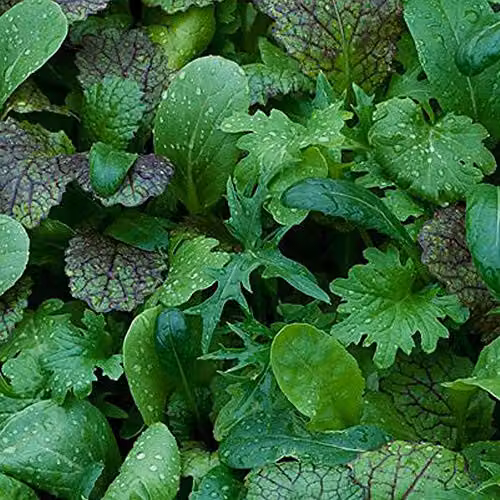Thompson and Morgan Oriental Mustard Salad Leaves Vegetable Seeds, 400 Seeds – 4