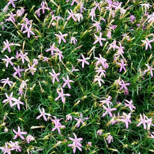 Thompson & Morgan Laurentia Grande Pink Flower Seeds, 50 Seeds per Packet – 2