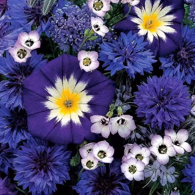 Unwins Sea Of Blue Mixed Annual Flower Seeds, Blue and Purple