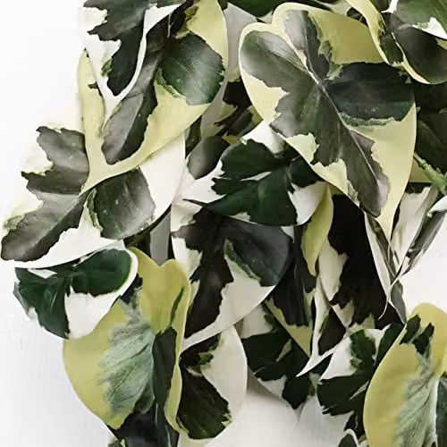 Leaf 40cm Artificial Trailing Variegated Marble Pothos Plant in Green – 3