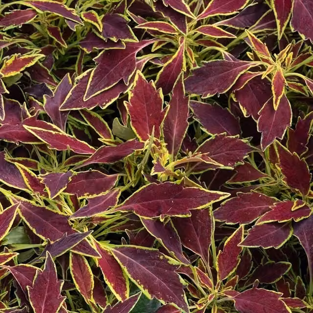 Plant Theory Set of 3 Red Coleus Scutellarioides Bedding Plants in 9cm Pots