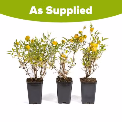 YouGarden Clematis tangutica Little Lemons Climber, 3 x 7cm Pots, Yellow and Green – 6