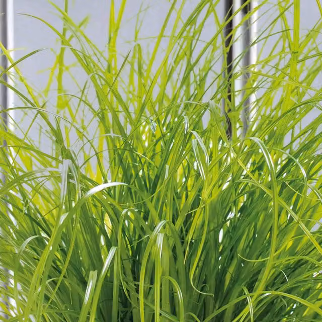 Unwins Cyperus Cat Grass Seeds Zumula Green