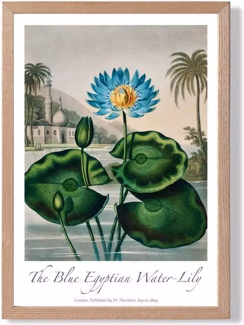 ARTZE Egyptian Water Lily Vintage Floral Framed Print with Oak Wood Frame in Green, Blue and Beige, A4 – 1