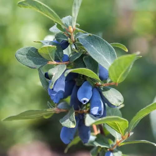 YouGarden Lonicera kamschatiana Honeyberry Altaj Plant in 1.7 Litre Pot