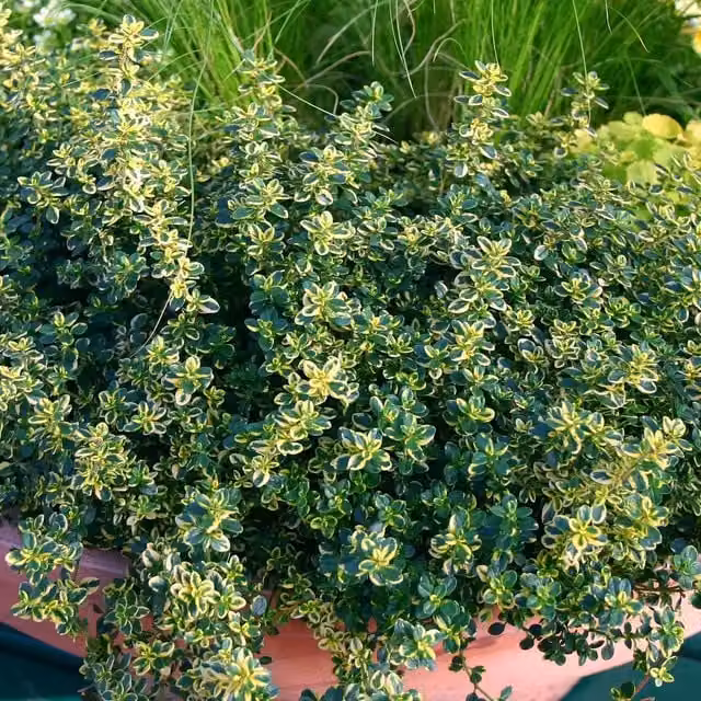 Marshalls Garden Variegated Lemon Thyme Thymus citriodorus Aureus Perennial Herb in Pot, Green, Gold and Pink