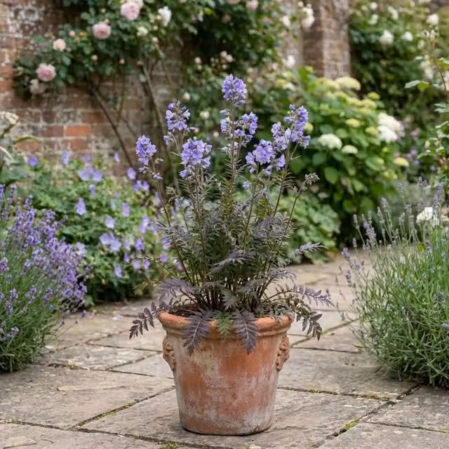 Plants By Post Polemonium Heaven Scent Fragrant Perennial in Blue, Green and Purple, 2L