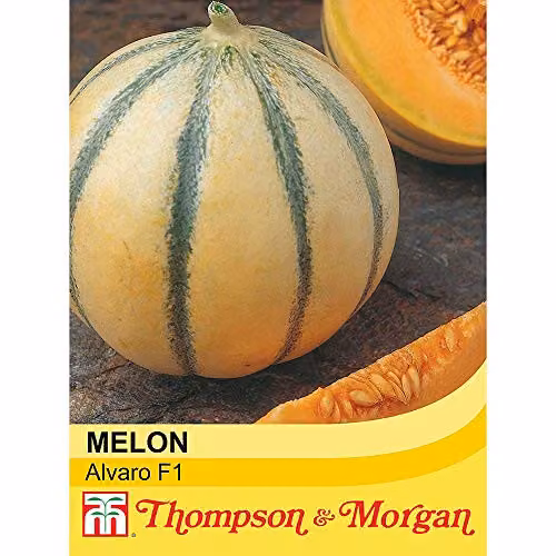 Thompson and Morgan Melon Alvaro F1 Hybrid Seeds, 4 Seeds per Packet – 2