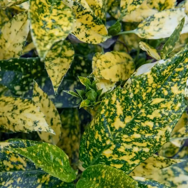 Marshalls Garden Aucuba Japonica Golden Girl Ornamental Shrub with Gold and Green Foliage