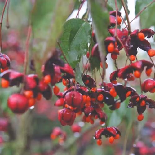 Thompson & Morgan Euonymus Europaeus Red Cascade Ornamental Shrub, 15 Litre Pot