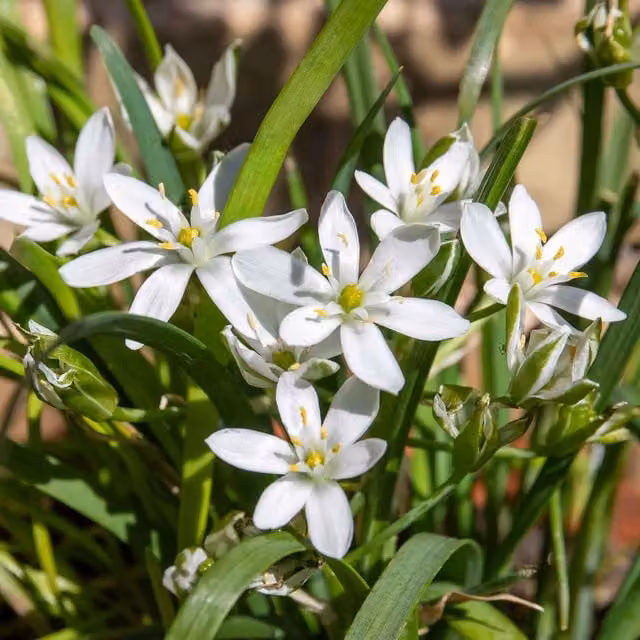 Marshalls Garden Chive Garlic Allium tuberosum Perennial Herb for Potting, Green and White