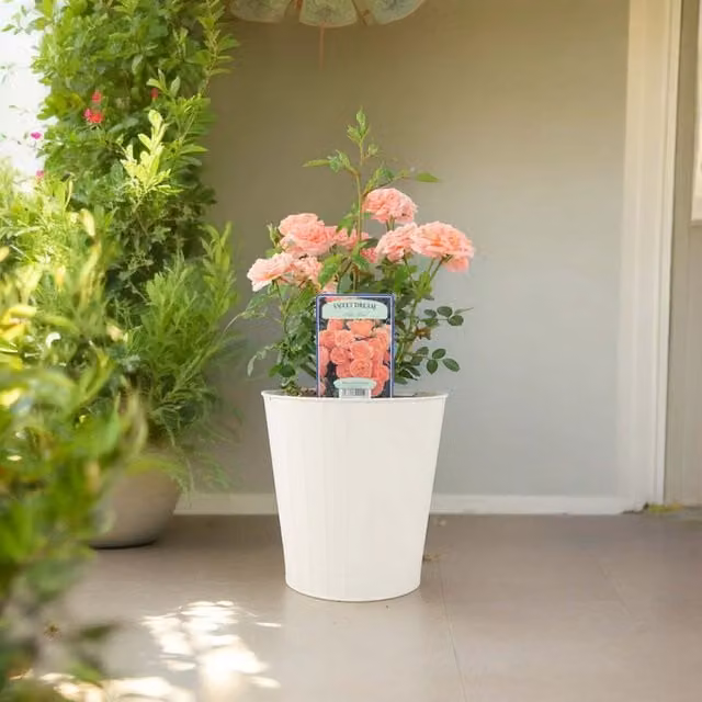 Plants By Post Rose Sweet Dream Peachy Apricot Ornamental Shrub in a 4L Pot