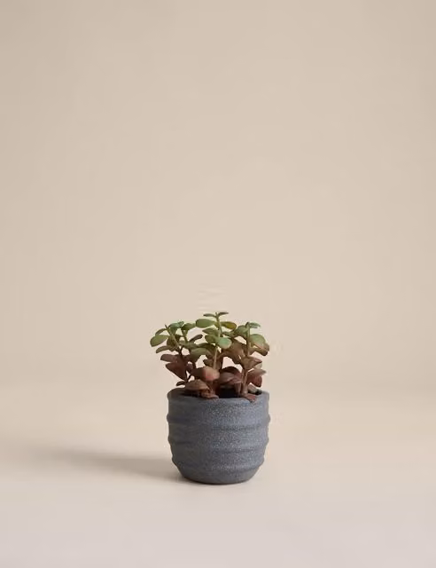 M&S Artificial Mini Succulent in a Round Ridged Concrete Pot, Green and Red
