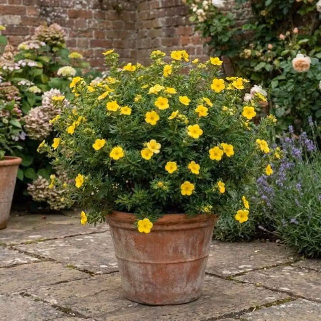Plants by Post Potentilla Goldfinger Yellow Ornamental Shrub, Yellow and Green, 2L Pot