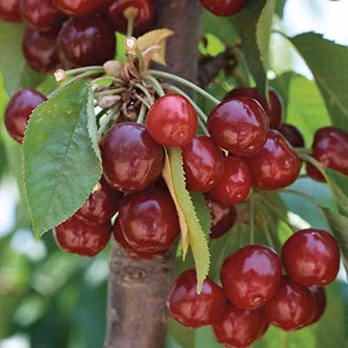 Thompson and Morgan Stella Sweet Cherry Fruit Tree, Standard Patio Hardy Garden Plant, 4.5L Pot – 3