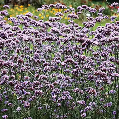 Thompson and Morgan Verbena bonariensis Purple Hardy Perennial Flower Seeds, 200 Seeds – 1
