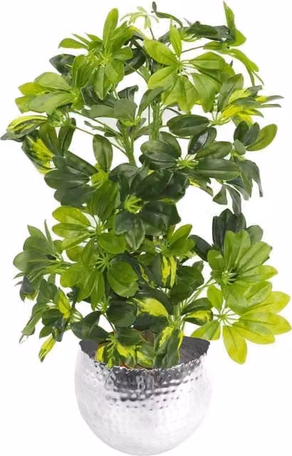 Artificial Arboricola Gold Capella Green Plant with Silver Metal Planter, Height: 65 cm