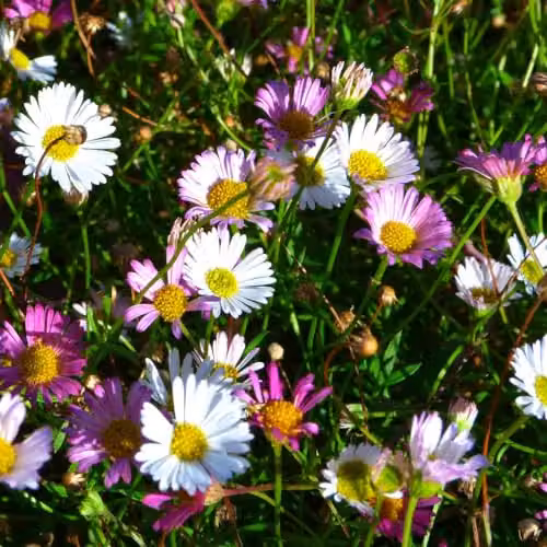 Thompson & Morgan Erigeron karvinskianus Profusion Mexican Fleabane White-yellow Flower Seeds, 150 Seeds – 2