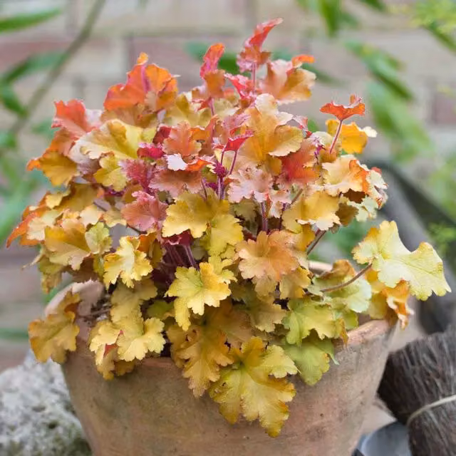 Marshalls Garden Heuchera Marmalade Orange Evergreen Perennial 10cm Pot