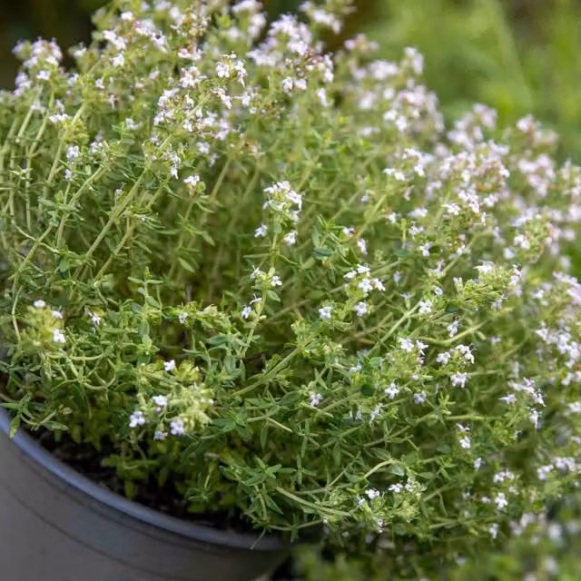 Marshalls Garden Thymus Vulgaris Common Thyme Perennial Herb Plant, Green, 9cm Pot