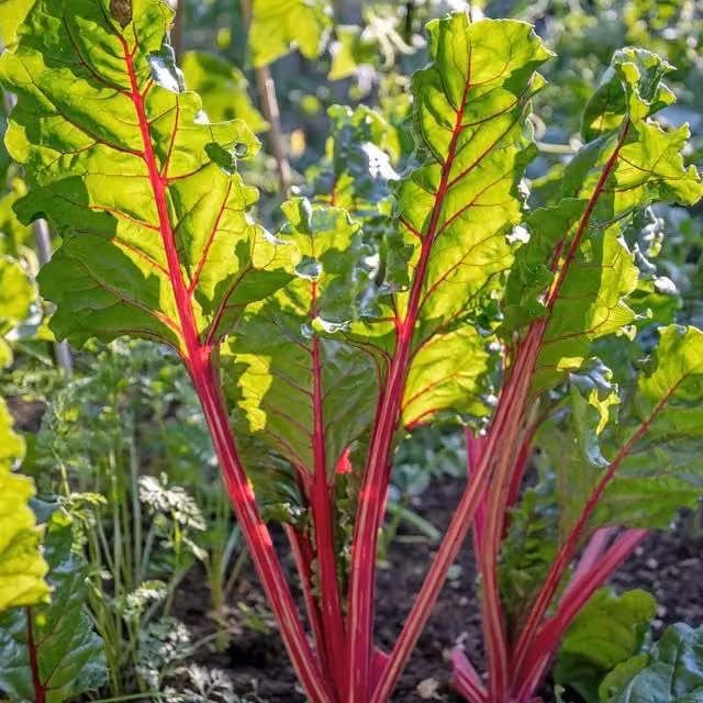 Marshalls Swiss Chard Rhubarb Vegetable Seeds, 150 Pack