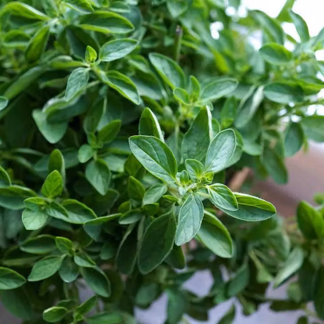 Marshalls Garden Oregano Origanum Vulgare Perennial Herb in Pot, Green and Pink