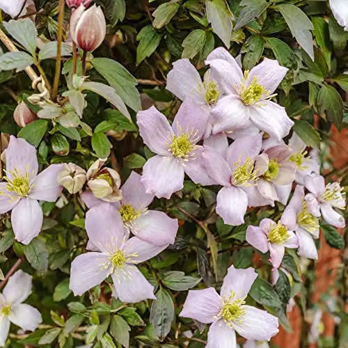 Thompson & Morgan Clematis Montana Mayleen Pink Fragrant Perennial Climber, 2 x 7cm Potted Plants – 3