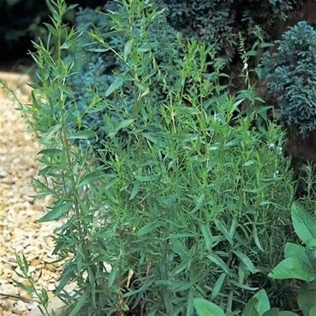 Set of 3 Artemisia Primrose Herb Garden Bedding Plants in 9cm Pots, Green and White