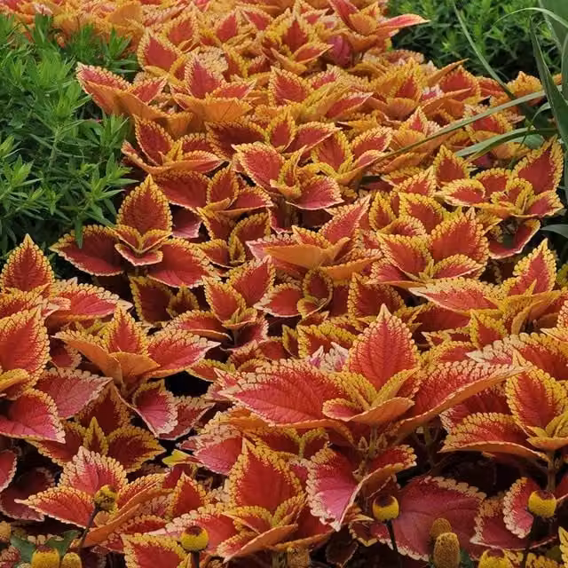 Set of 3 Plant Theory Trusty Rusty Coleus Scutellarioides Bedding Plants in 9cm Pots, Red, Green, Yellow and Multicolour