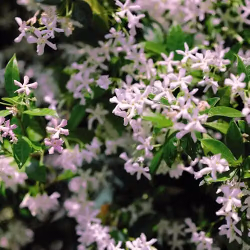 Thompson & Morgan Trachelospermum asiaticum Pink Showers Evergreen Climbing Star Jasmine, 2 x 9cm Potted Plants – 1