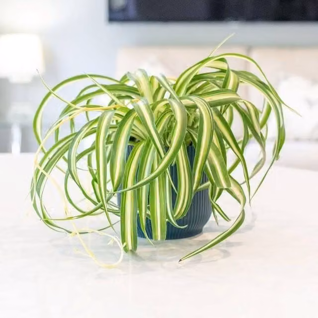 Primrose Bonnie Variegated Spider Plant Chlorophytum Comosum in a 12cm Pot, Height: 25 cm, Green