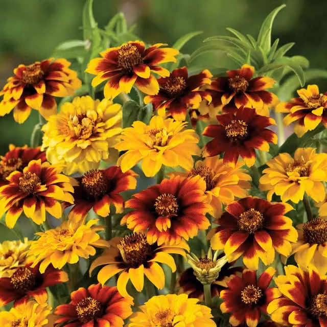 Unwins Zinnia Old Mexico Flower Seeds, Multicolour