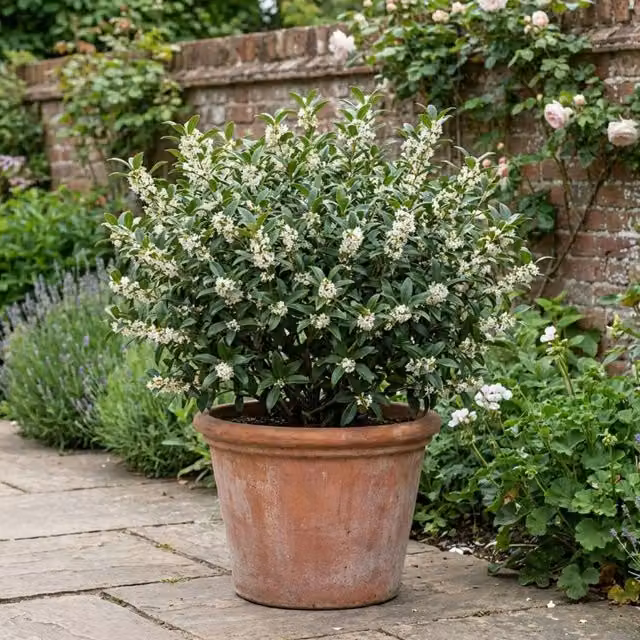 Plants By Post Osmanthus Burkwoodii Fragrant Green and White Shrub in a 3L Pot