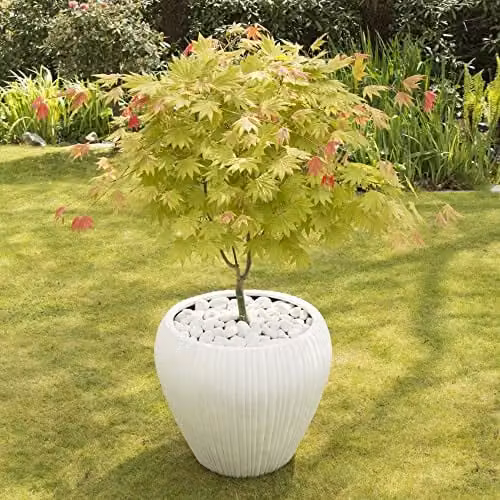 Thompson and Morgan Shirasawa Japanese Maple Acer shirasawanum Moonrise Deciduous Hardy Tree, 2 x 3-Litre Potted Plants