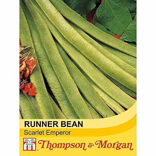 Thompson and Morgan Scarlet Emperor Runner Bean Vegetable Seeds, 40 Seeds – 2